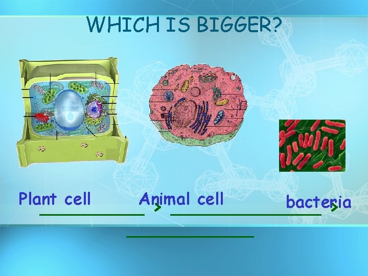 WHICH IS BIGGER? Plant cell Animal cell bacteria _________ > ___________ 