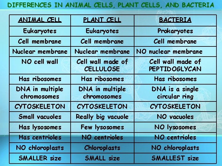 DIFFERENCES IN ANIMAL CELLS, PLANT CELLS, AND BACTERIA ANIMAL CELL PLANT CELL BACTERIA Eukaryotes