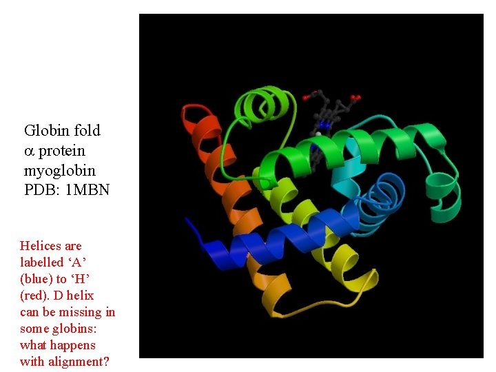 Globin fold protein myoglobin PDB: 1 MBN Helices are labelled ‘A’ (blue) to ‘H’ Globin fold protein myoglobin PDB: 1 MBN Helices are labelled ‘A’ (blue) to ‘H’