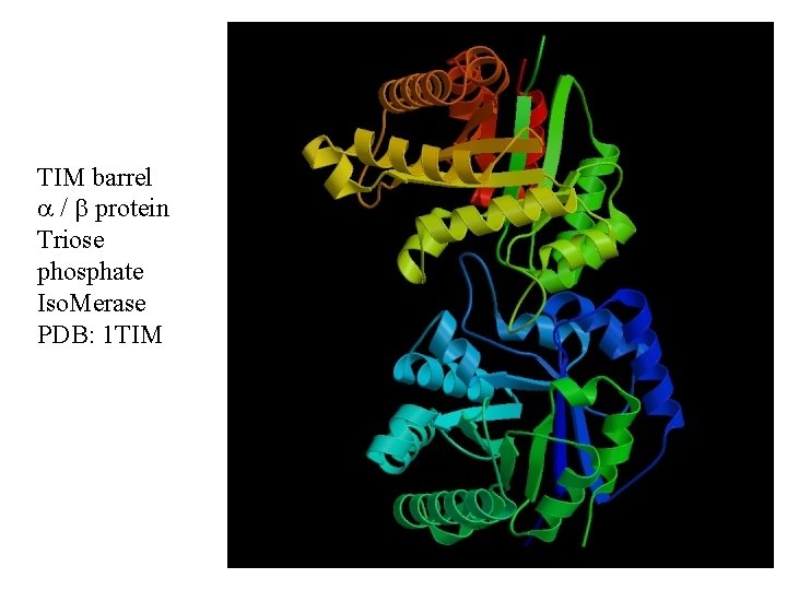 TIM barrel / protein Triose phosphate Iso. Merase PDB: 1 TIM TIM barrel / protein Triose phosphate Iso. Merase PDB: 1 TIM