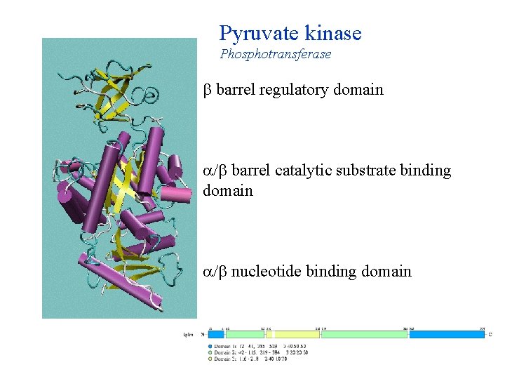 Pyruvate kinase Phosphotransferase barrel regulatory domain / barrel catalytic substrate binding domain / nucleotide Pyruvate kinase Phosphotransferase barrel regulatory domain / barrel catalytic substrate binding domain / nucleotide
