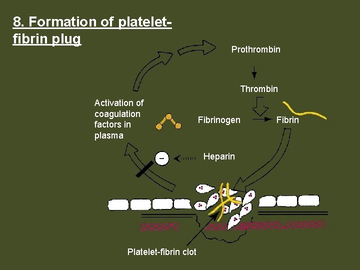 8. Formation of plateletfibrin plug Prothrombin Thrombin Activation of coagulation factors in plasma Fibrinogen