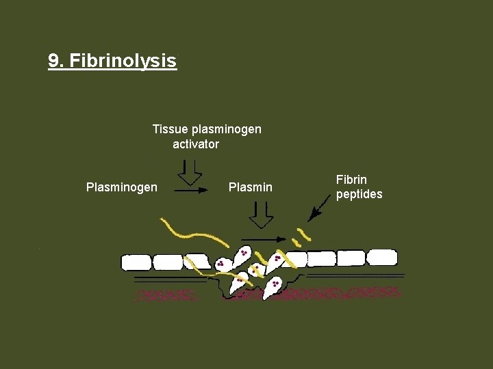 9. Fibrinolysis Tissue plasminogen activator Plasminogen Plasmin Fibrin peptides 
