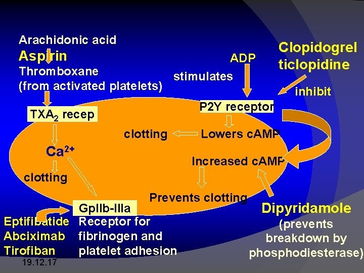 Arachidonic acid Aspirin Clopidogrel ticlopidine ADP Thromboxane stimulates (from activated platelets) inhibit P 2