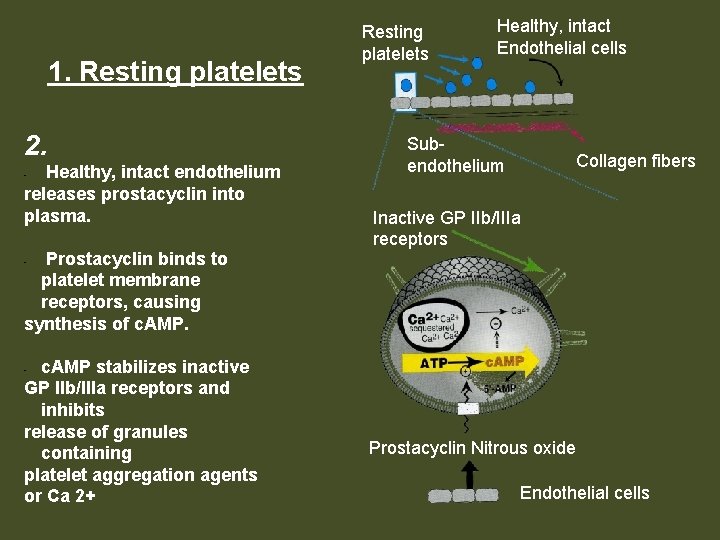 1. Resting platelets 2. Healthy, intact endothelium releases prostacyclin into plasma. - Prostacyclin binds