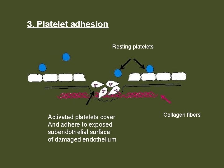 3. Platelet adhesion Resting platelets Activated platelets cover And adhere to exposed subendothelial surface