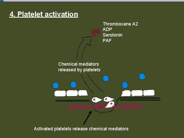 4. Platelet activation Thromboxane A 2 ADP Serotonin PAF Chemical mediators released by platelets