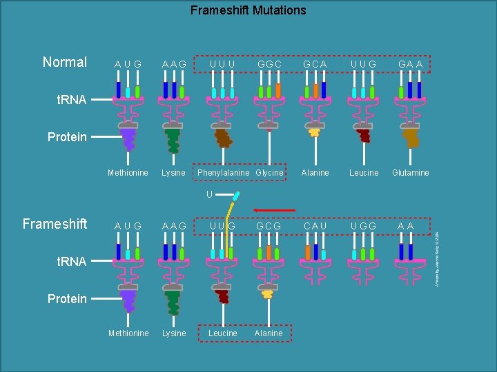 Frameshift Mutations Normal AUG A AG Methionine Lysine UUU GG C GCA UUG GA