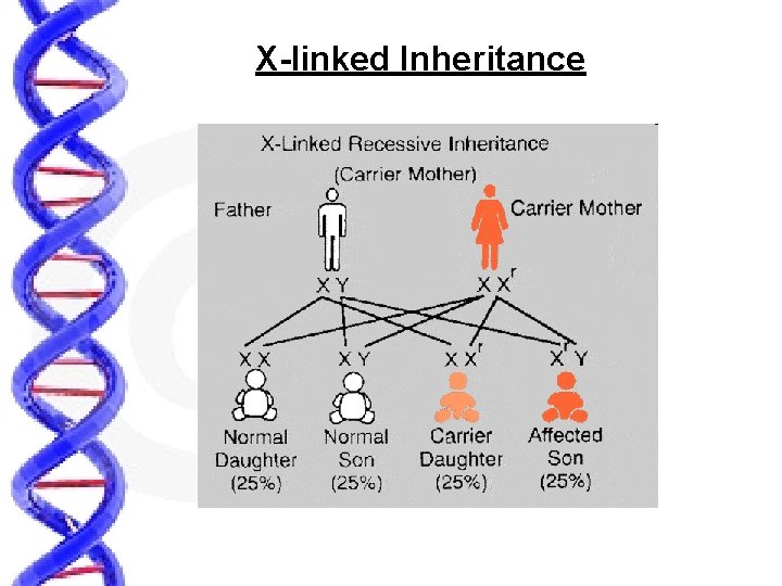X-linked Inheritance 
