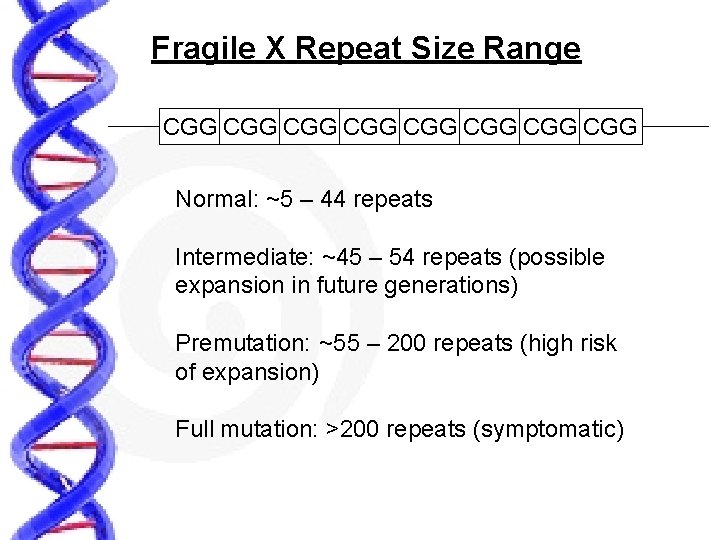 Fragile X Repeat Size Range CGG CGG Normal: ~5 – 44 repeats Intermediate: ~45