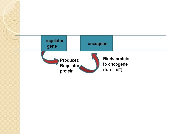 regulator gene Produces Regulator protein oncogene Binds protein to oncogene (turns off) 