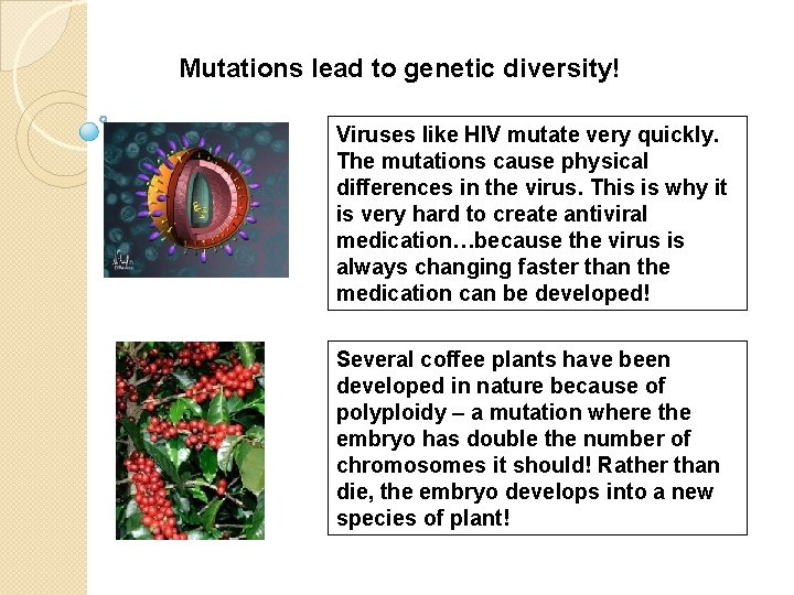 Mutations lead to genetic diversity! Viruses like HIV mutate very quickly. The mutations cause