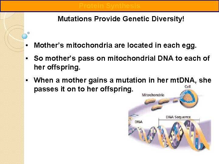 Protein Synthesis Mutations Provide Genetic Diversity! • Mother’s mitochondria are located in each egg.