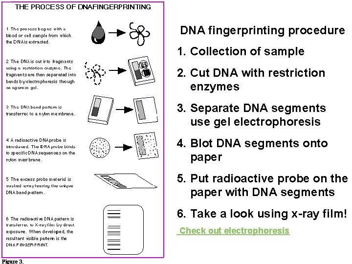 DNA fingerprinting procedure 1. Collection of sample 2. Cut DNA with restriction enzymes 3.
