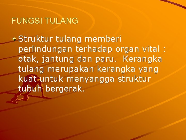 FUNGSI TULANG Struktur tulang memberi perlindungan terhadap organ vital : otak, jantung dan paru.