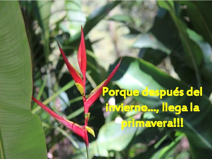 Porque después del invierno. . . , llega la primavera!!! 