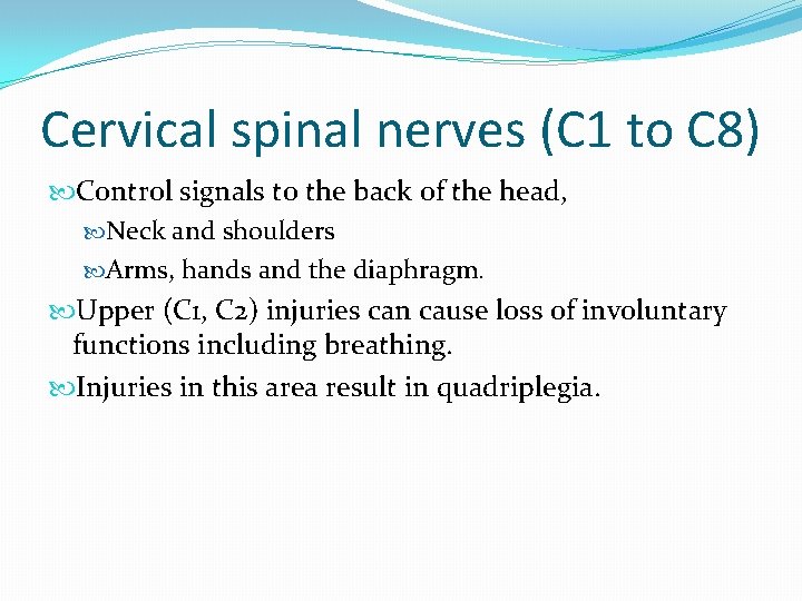Cervical spinal nerves (C 1 to C 8) Control signals to the back of