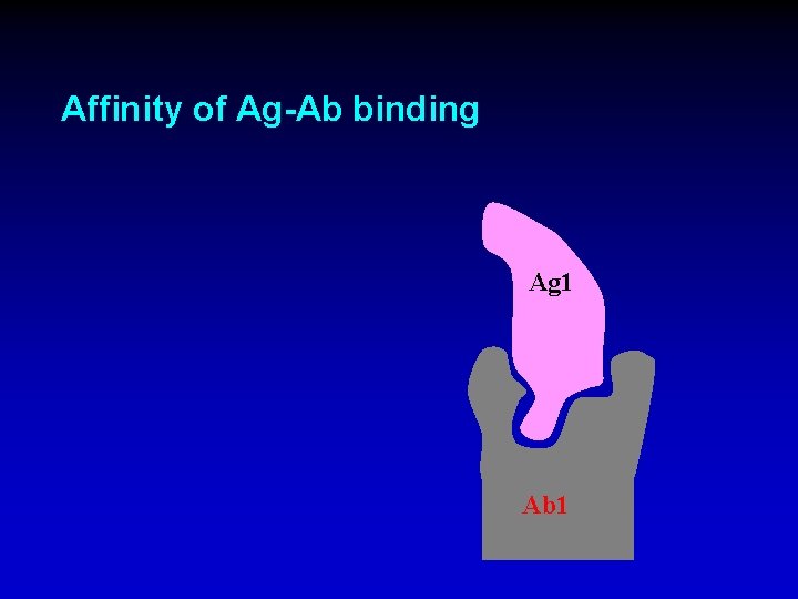 Affinity of Ag-Ab binding Ag 1 Ab 1 
