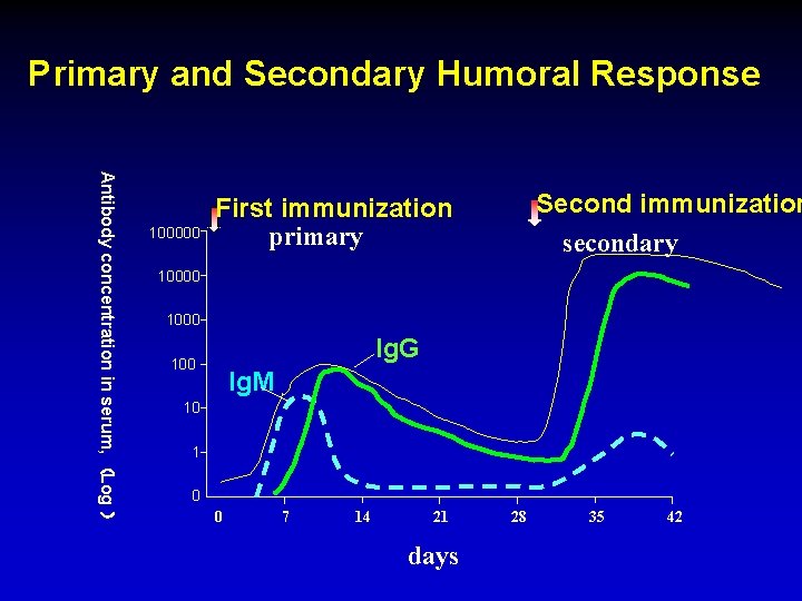 Primary and Secondary Humoral Response Antibody concentration in serum, （Log ） 100000 Second immunization
