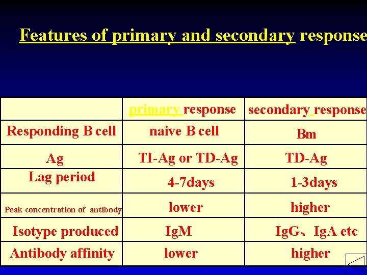 Features of primary and secondary response primary response secondary response Responding B cell naive
