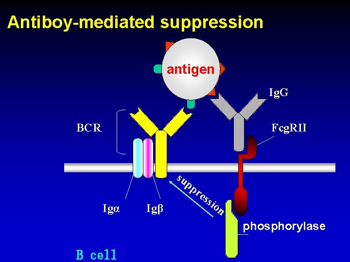 Antiboy-mediated suppression antigen Ig. G BCR Fcg. RII su pp Igα Igβ re ssi