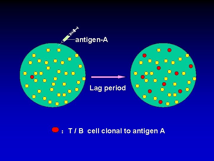 antigen-A Lag period ：T / B cell clonal to antigen A 