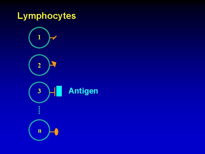 Lymphocytes 1 2 3 n Antigen 