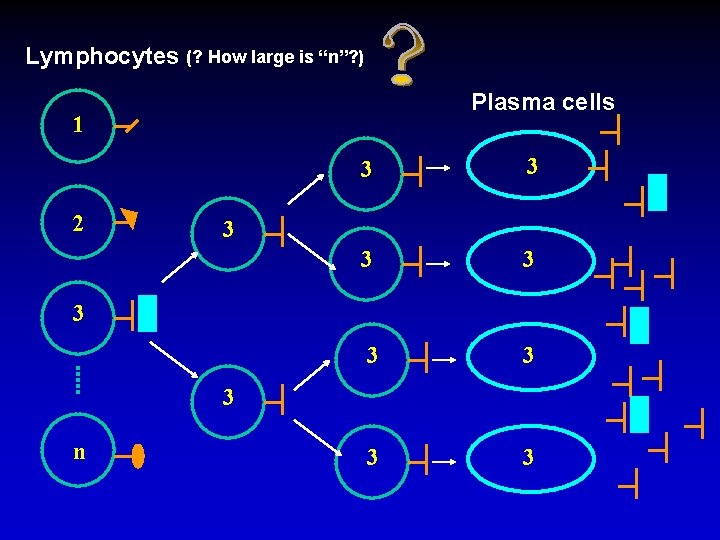 Lymphocytes (? How large is “n”? ) Plasma cells 1 2 3 3 3