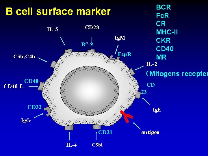 BCR Fc. R CR MHC-II CKR CD 40 MR B cell surface marker CD