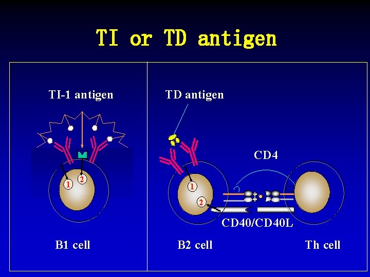 TI or TD antigen TI-1 antigen TD antigen CD 4 1 2 CD 40/CD