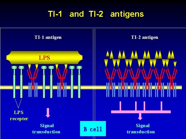 TI-1 and TI-2 antigens TI-1 antigen TI-2 antigen LPS recepter Signal transduction B cell