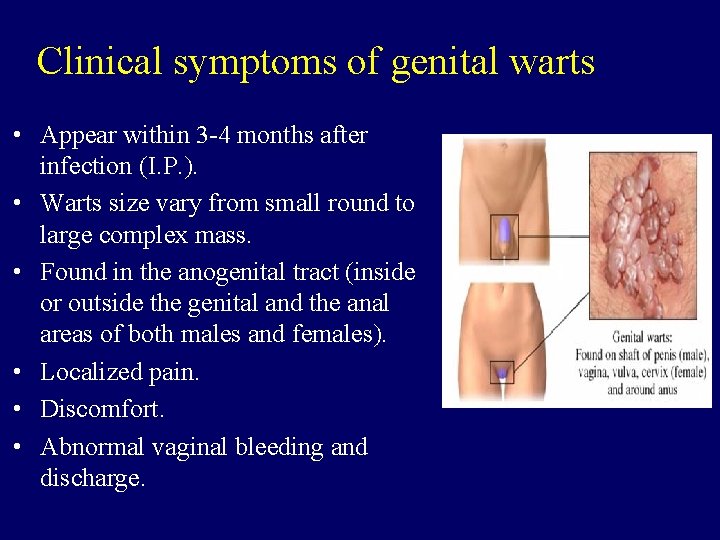 Clinical symptoms of genital warts • Appear within 3 -4 months after infection (I.