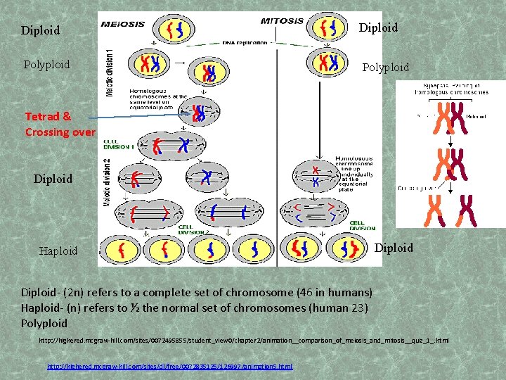 Diploid Polyploid Tetrad & Crossing over Diploid Haploid Diploid- (2 n) refers to a