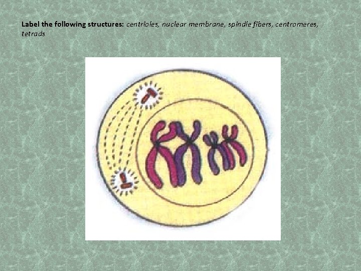 Label the following structures: centrioles, nuclear membrane, spindle fibers, centromeres, tetrads 