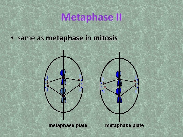 Metaphase II • same as metaphase in mitosis metaphase plate 