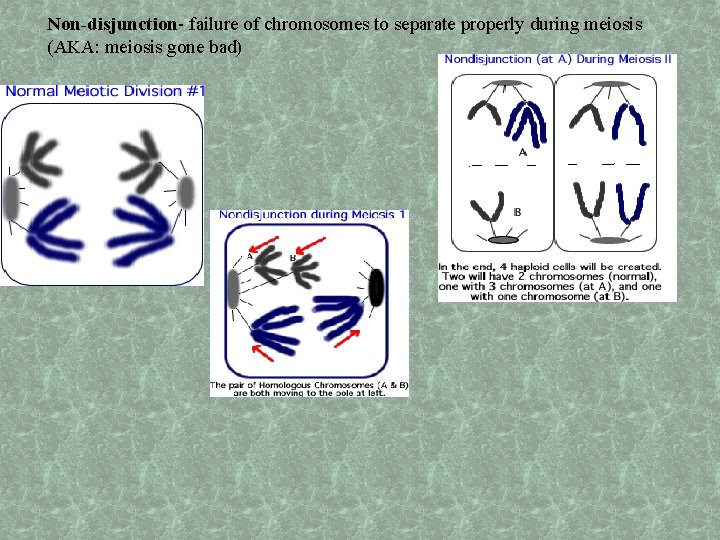 Non-disjunction- failure of chromosomes to separate properly during meiosis (AKA: meiosis gone bad) 