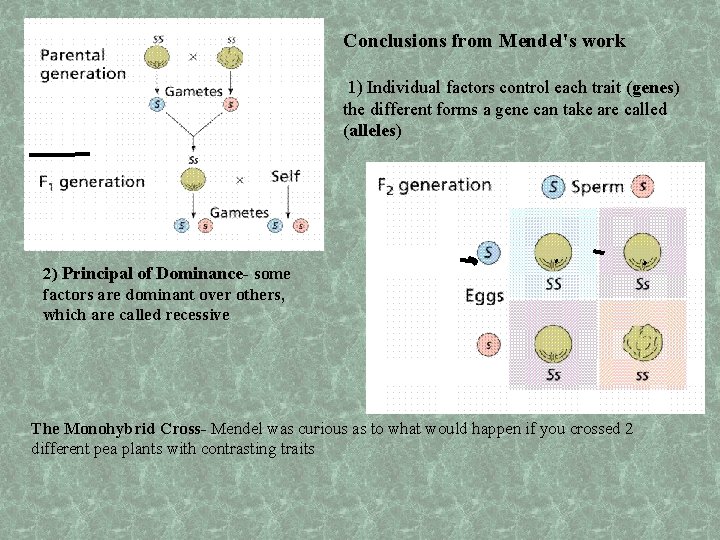 Conclusions from Mendel's work 1) Individual factors control each trait (genes) the different forms