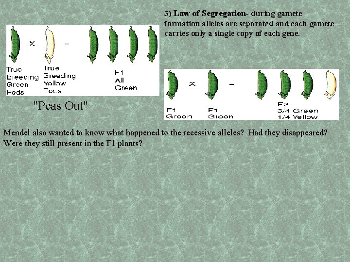 3) Law of Segregation- during gamete formation alleles are separated and each gamete carries