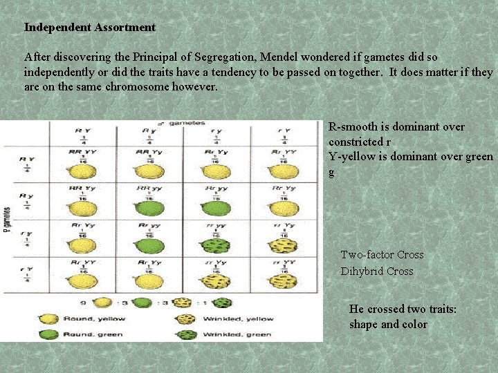 Independent Assortment After discovering the Principal of Segregation, Mendel wondered if gametes did so