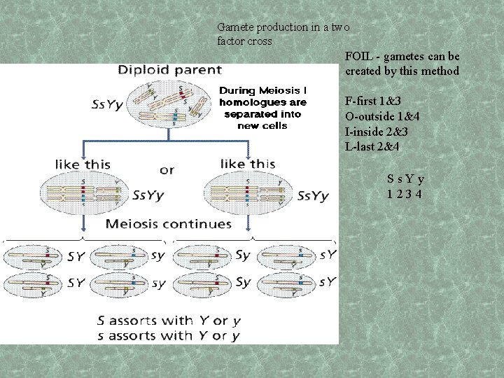 Gamete production in a two factor cross FOIL - gametes can be created by