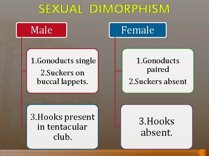 SEXUAL DIMORPHISM Male Female 1. Gonoducts paired 1. Gonoducts single 2. Suckers on buccal