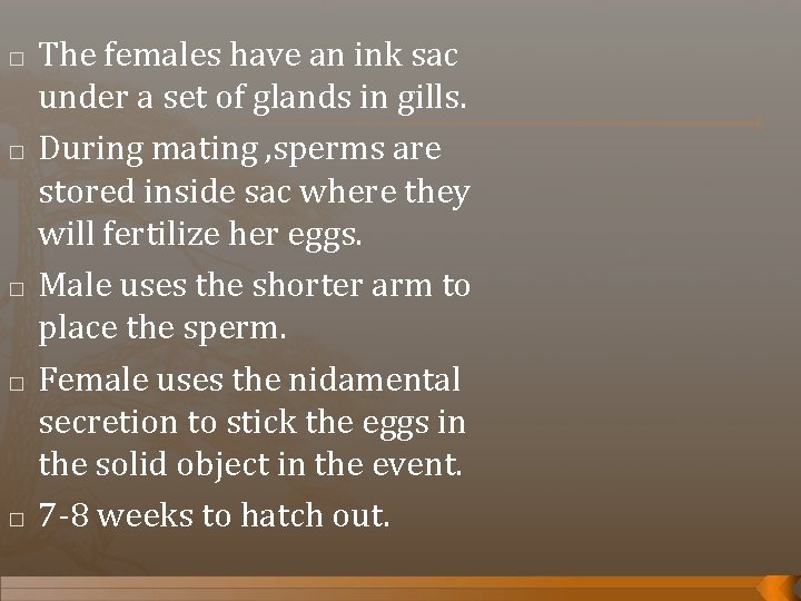 � � � The females have an ink sac under a set of glands