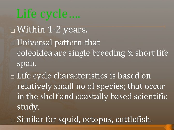 Life cycle…. � Within 1 -2 years. Universal pattern-that coleoidea are single breeding &