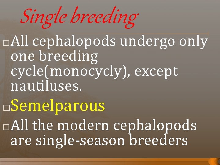 Single breeding � All cephalopods undergo only one breeding cycle(monocycly), except nautiluses. Semelparous �