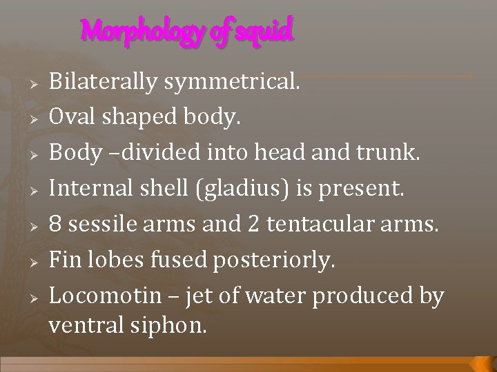 Morphology of squid Ø Ø Ø Ø Bilaterally symmetrical. Oval shaped body. Body –divided