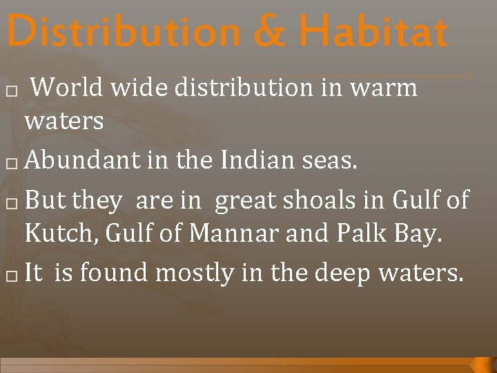 Distribution & Habitat World wide distribution in warm waters � Abundant in the Indian