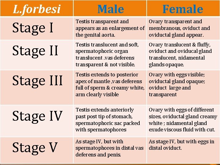 L. forbesi Male Female Stage I Testis transparent and Ovary transparent and appears as