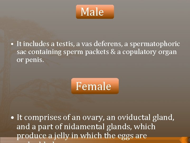 Male • It includes a testis, a vas deferens, a spermatophoric sac containing sperm