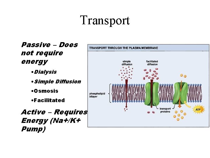 Transport Passive – Does not require energy • Dialysis • Simple Diffusion • Osmosis