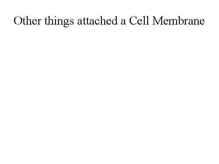 Other things attached a Cell Membrane 